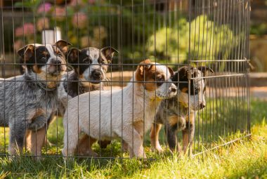 5 Essential Camping Fencing You Need to Have for your Dogs