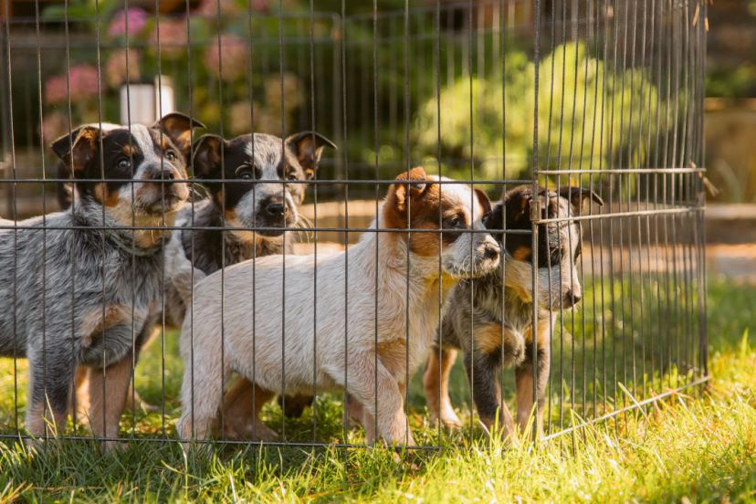 5 Essential Camping Fencing You Need to Have for your Dogs