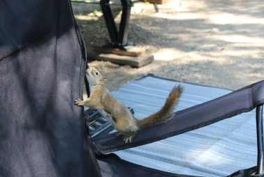 squirrel on a double camping chair