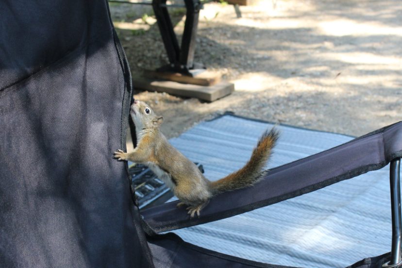 squirrel on a double camping chair